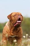 DOGUE DE BORDEAUX 051